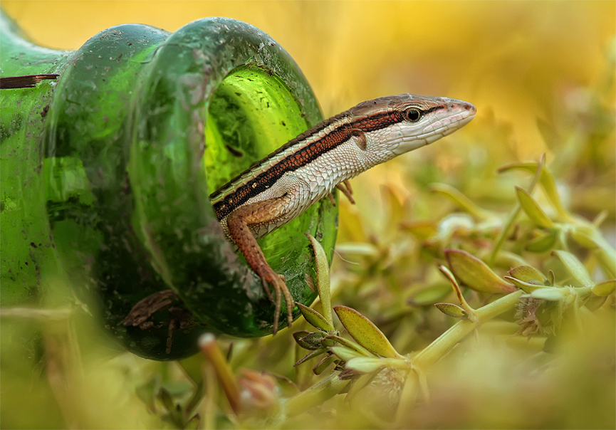 El escondite. Berthy Harlanto