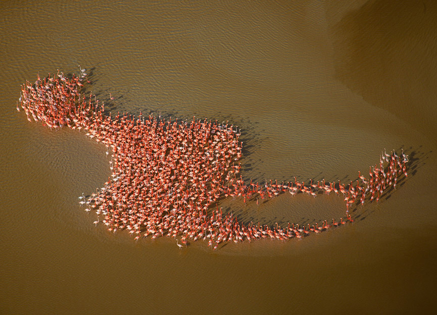 Flamencos. Robert B. Haas
