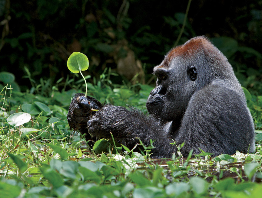 Gorila de espalda plateada. Ian Nichols