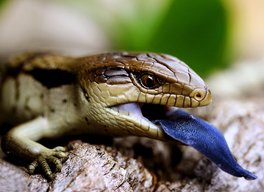 Lagarto de lengua azul. Australia. Kathy Parker