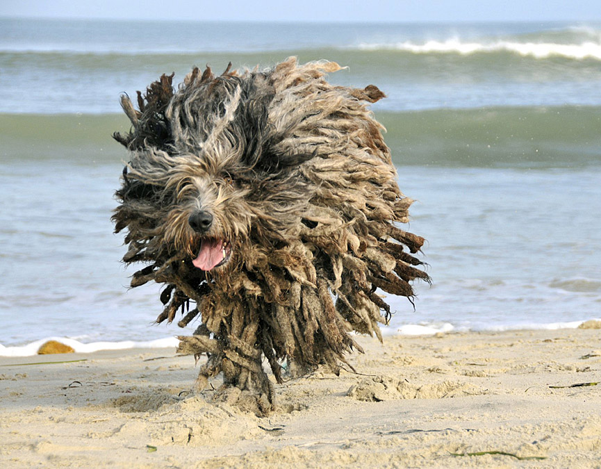 Enzo, un perro pastor de Bergamasco. Lisa Vanderhoop