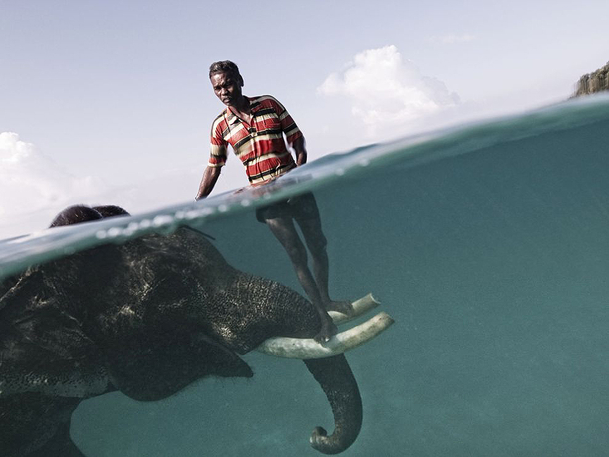 Mahout y el elefante. Cesare Naldi