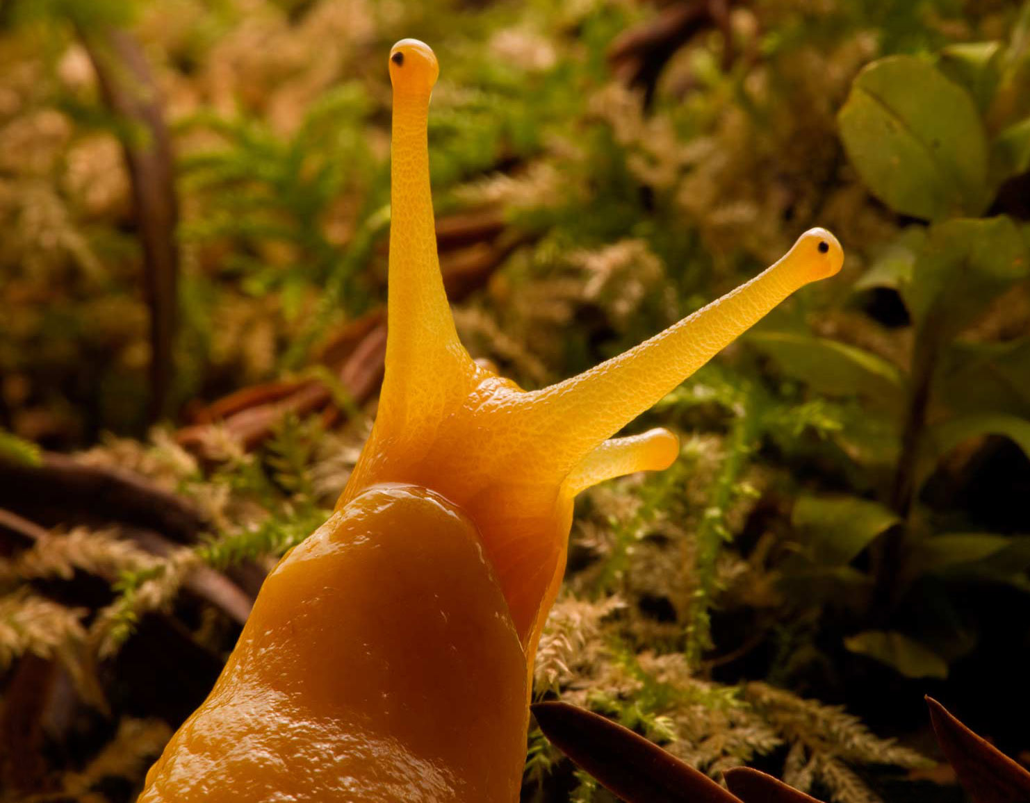 Babosa Banana. Michael Nichols