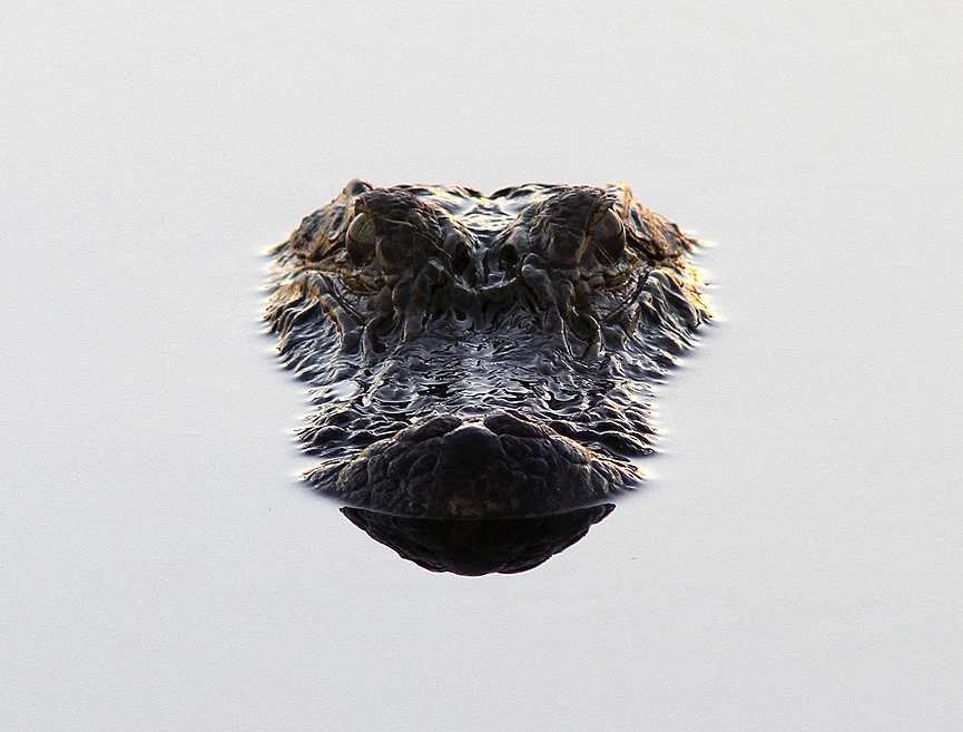 Un cocodrilo flota inmóvil. Phil Lanoue