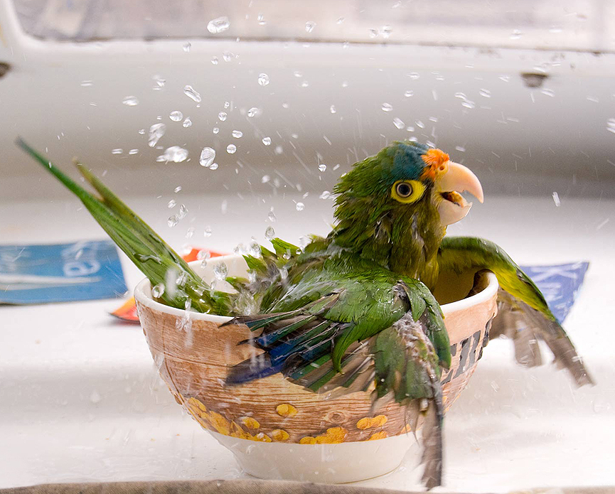 Desayuno con sorpresa. Guanacaste, Costa Rica. Cesar Badilla