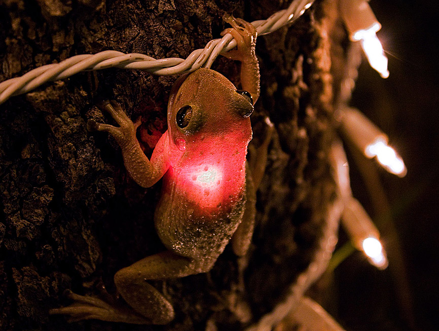 Rana arbórea de Cuba, Florida. James Snyder