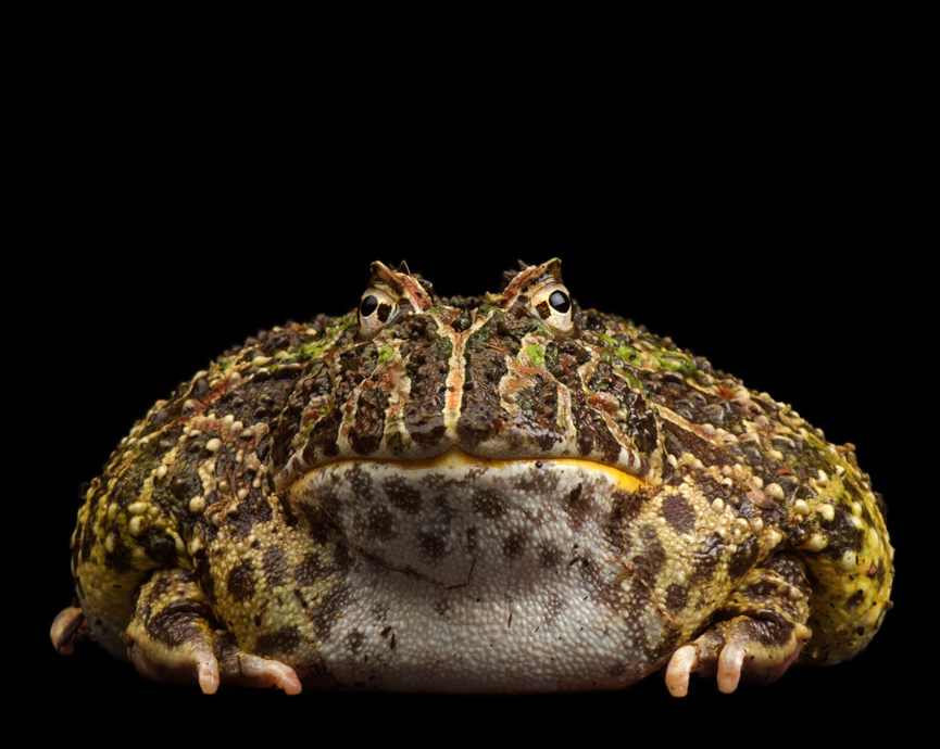 Rana Escuerzo del Chaco. Joel Saltore