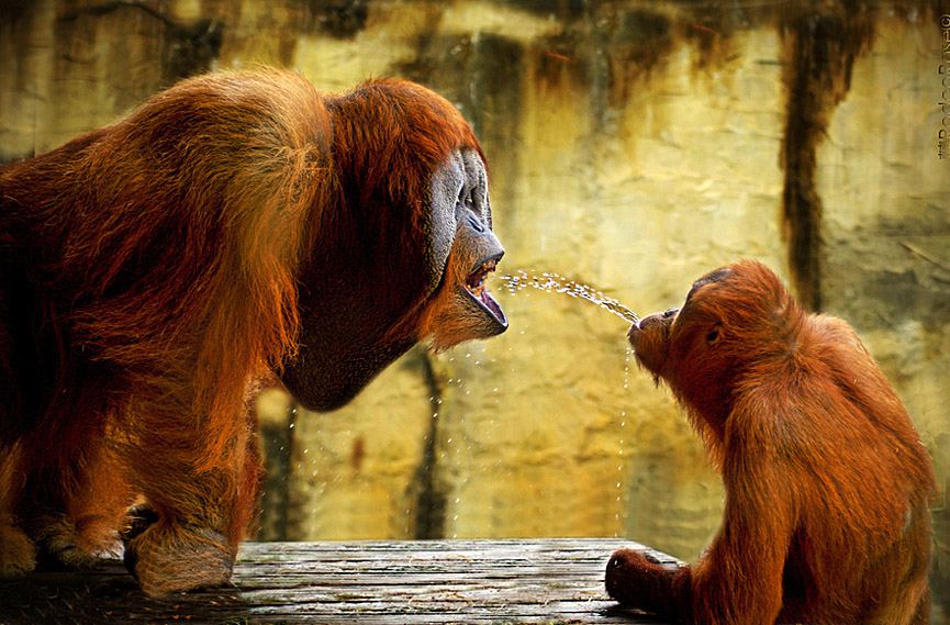 Cosas de orangutanes. Rodeo Rose