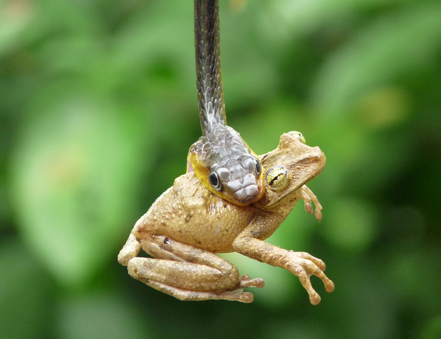 Rana arbórea sorprendida por una serpiente amazónica. Luis Fernando Espín