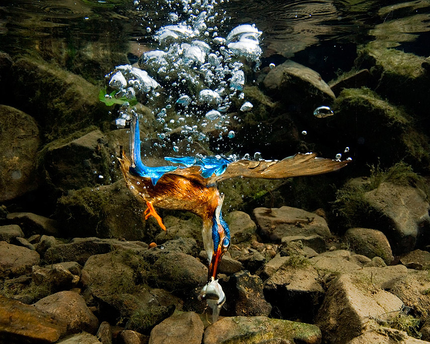 Martin Pescador. Charlie Hamilton Jamies