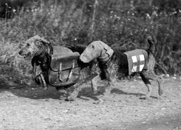 Dos perros militares en 1939. Life