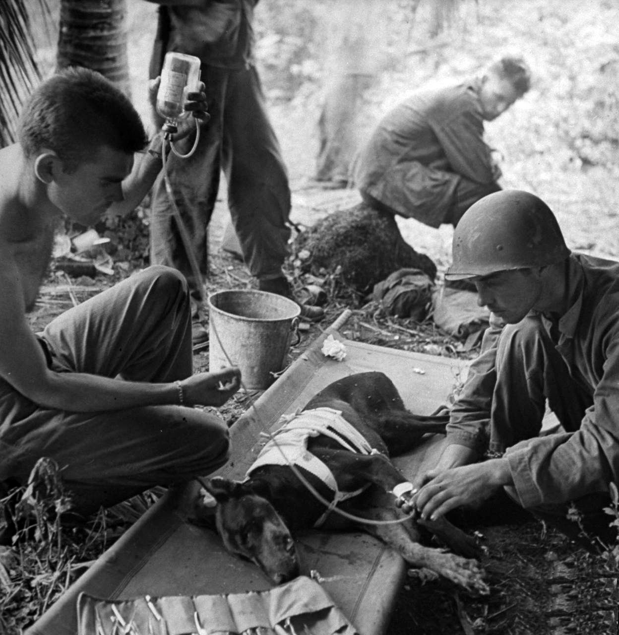Intentando salvar a uno de sus perros durante la batalla de Guam, 1944. Life
