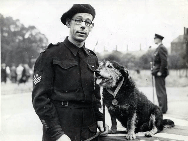 Rip, heroe de la II Guerra Mundial. Wikipedia