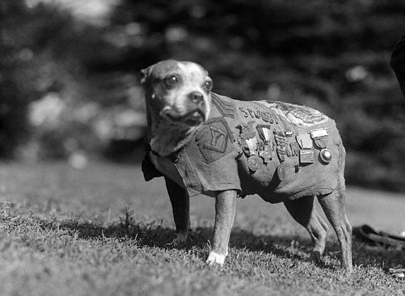 Sargento Stubby. Wikipedia
