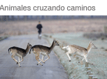 Cuando un animal se cruza en tu camino
