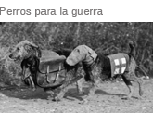 Perros para la guerra