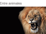 Entre animales