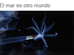 El mar es otro mundo