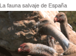 La fauna salvaje de España