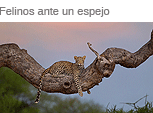 Los grandes felinos ante un espejo
