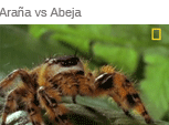Araña vs Abeja