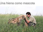 Mi mascota, una hiena