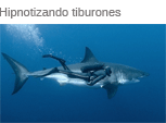 Tiburones. Joe Romeiro