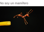 No soy un mamífero