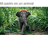 Mi padre es un animal