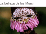 La belleza de los Mursi