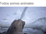 Todos somos animales