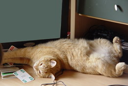 Leo, mascota de iBytes