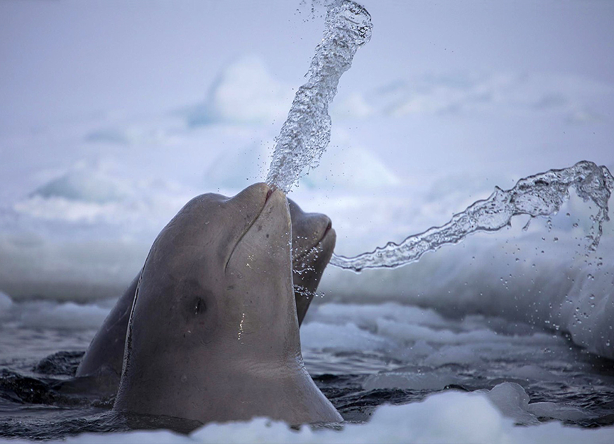 Ballenas Beluga en el Ártico jugando con el agua. Dafna Ben Nun