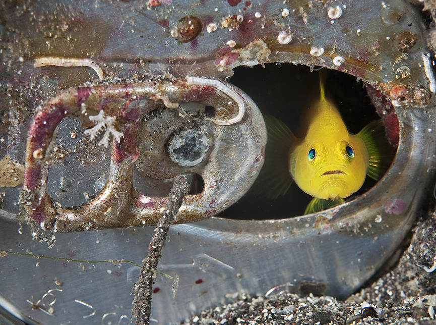 Gobio amarillo. Brian Skerry