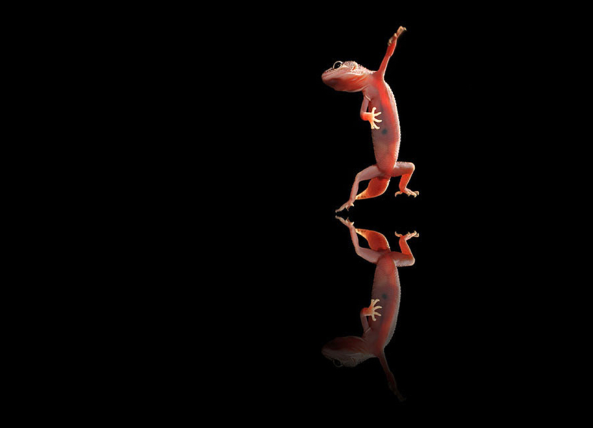 Dancing gecko. Shikhei Goh