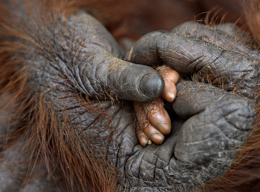 Ternura entre madre y su bebé, orangutanes. Jami Tarris, Corbis