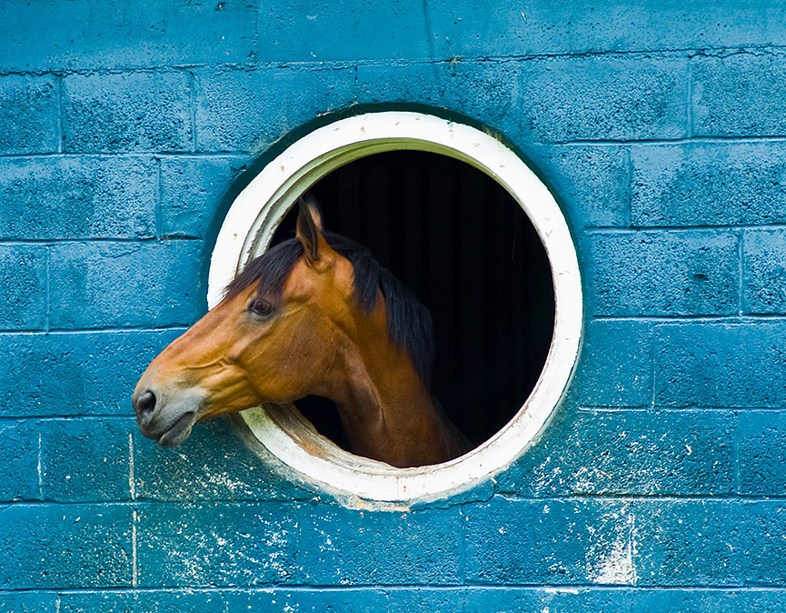 Caballo asomando por una ventana. Phil Minton