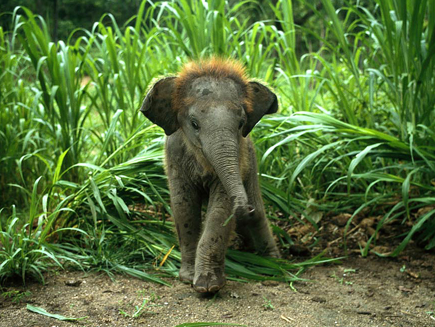 Cría de elefante asiático. William Albert Allard
