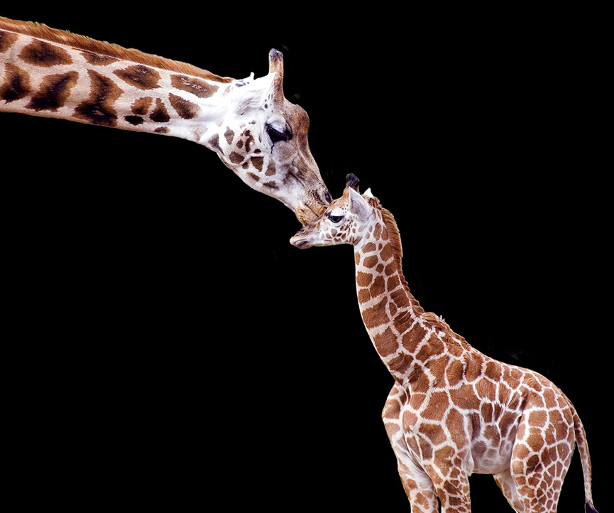 A mothers love on black. Steve Wilson