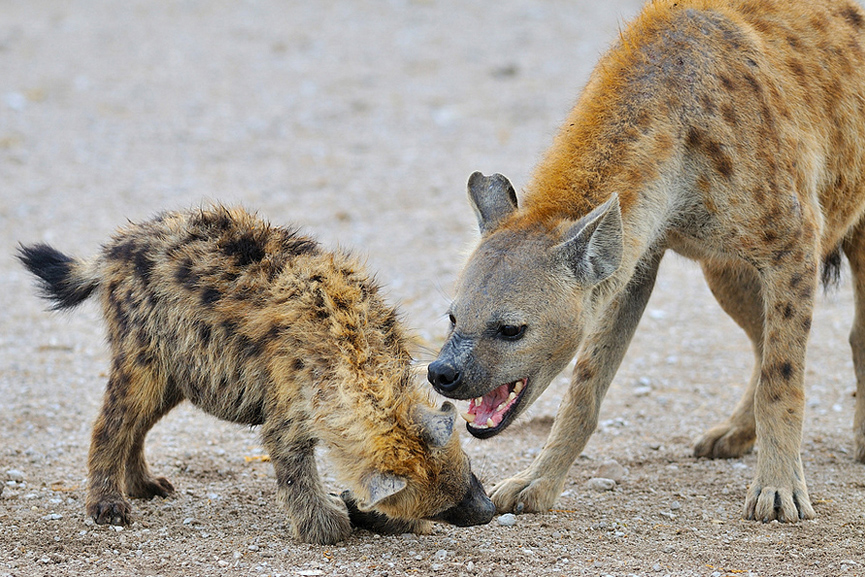 Hiena reprendiendo a su cría. Nikolai Zinoviev