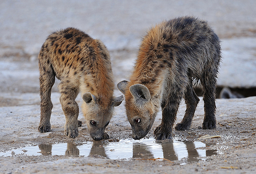 Hienas. Nikolai Zinoviev