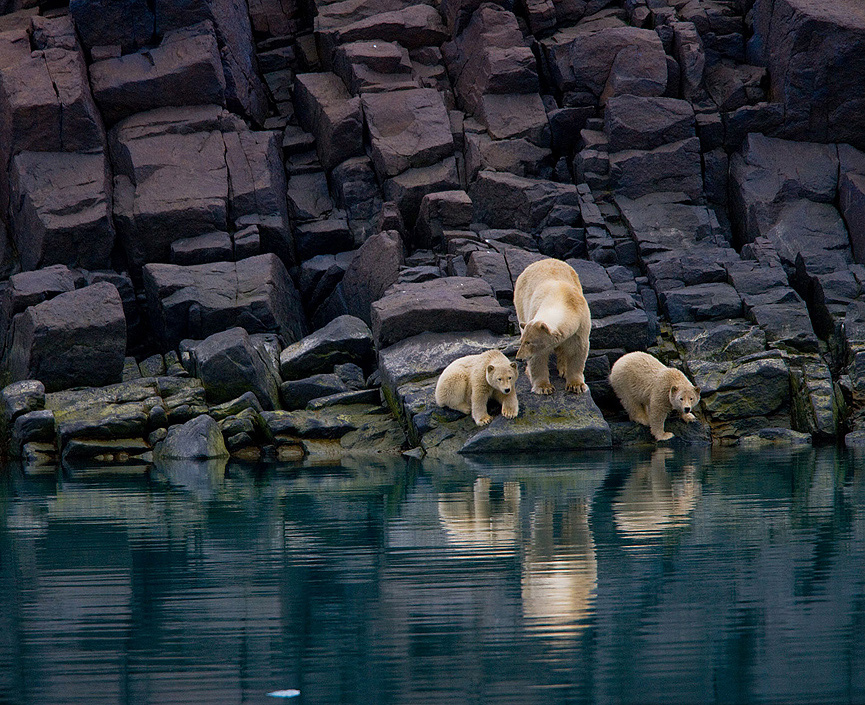 Oso Polar con sus cachorros en Svalbard, Noruega. Paul Nicklen