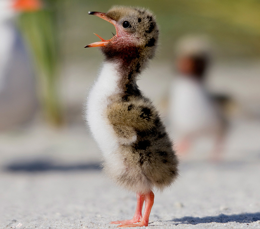 Polluelo charrán común. Lisa Franceski