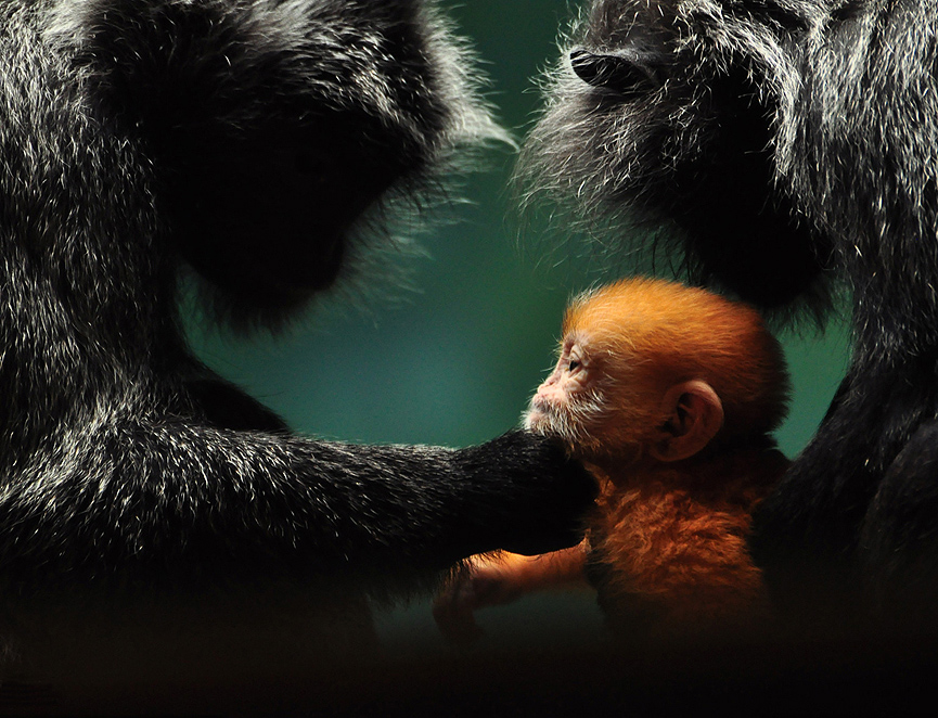 Mono de hoja plateada. Xen Riggs