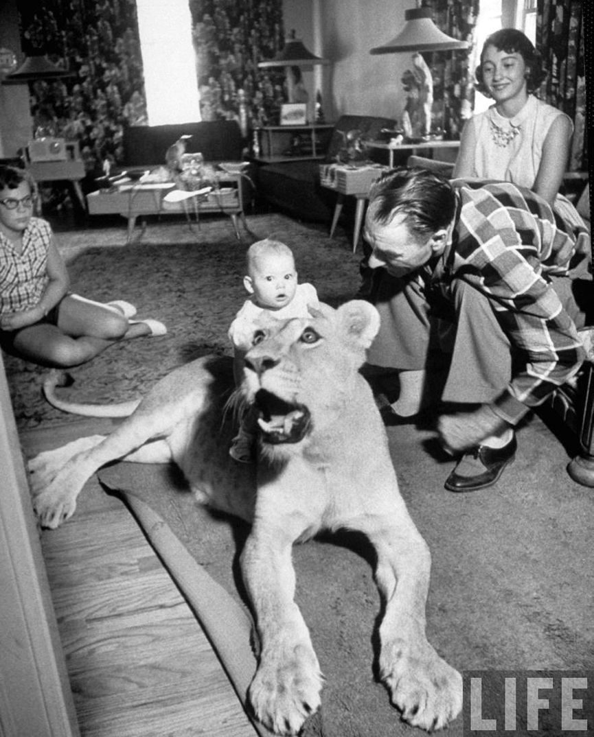 Blondie con la nieta de Charles Hipp sentada en su lomo. Joseph Scherschel