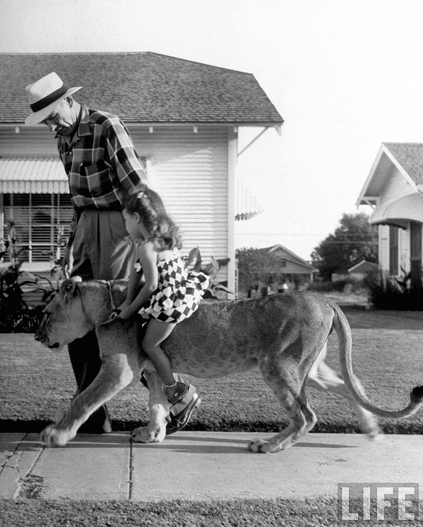 Blondie, un león de 2 años, llevando a cuestas a una niña. Texas, en 1955. Joseph Scherschel