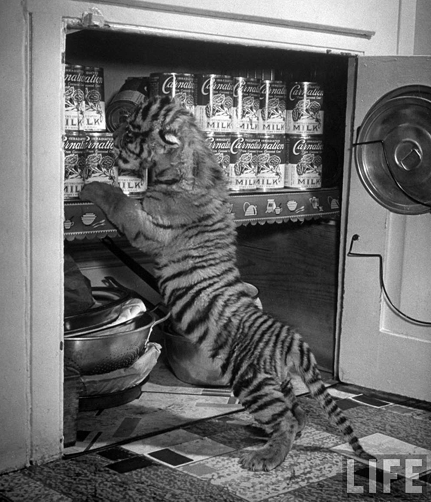 Rajpur, un cachorro de tigre, buscando algo para comer. Nueva York, abril de 1944. Alfred Eisenstaedt