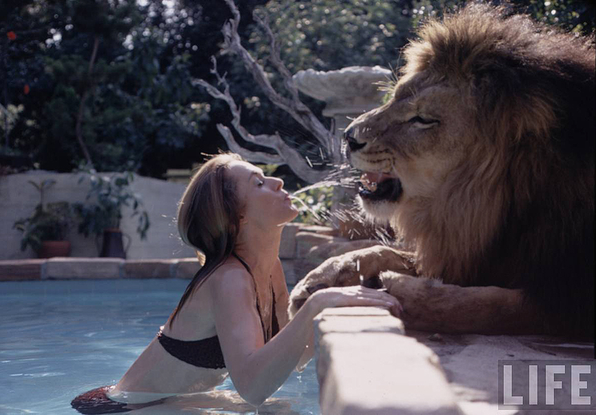 Tippi Hedren durante el rodaje de la película El gran rugido. Michael Rougier
