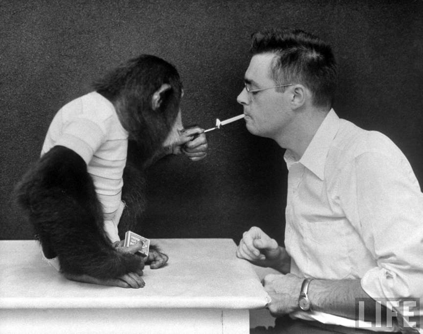 El chimpancé Viki encendiendo un cigarrillo para el doctor Keith J. Hayes, 1951. Mark Kauffman