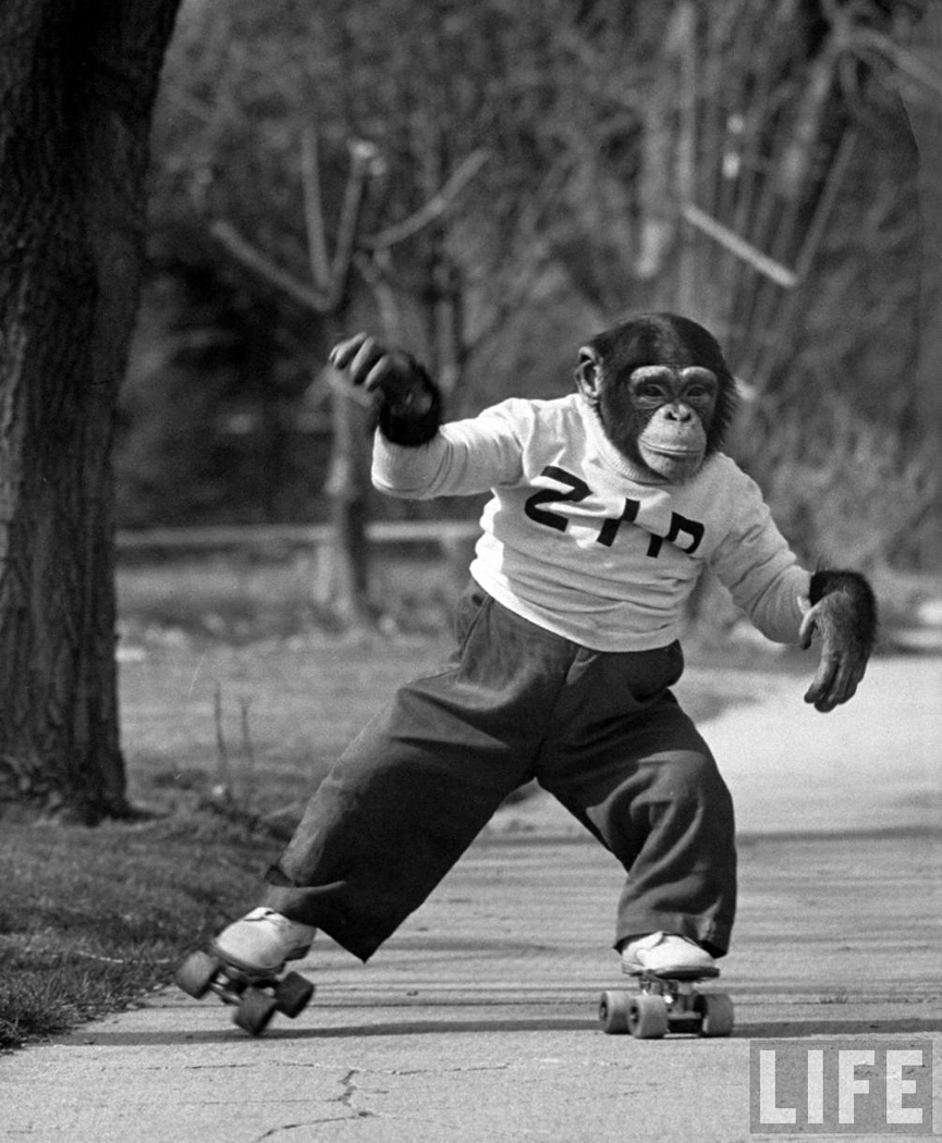 El chimpancé Zippy feliz con sus patines, en abril de 1955. Michael Rougier